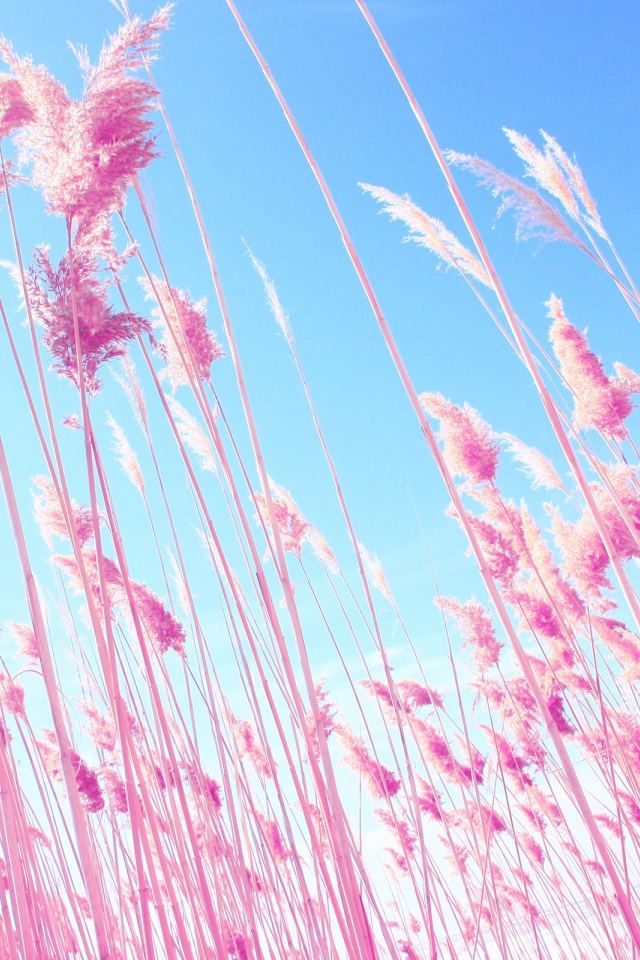 Трава на пляже