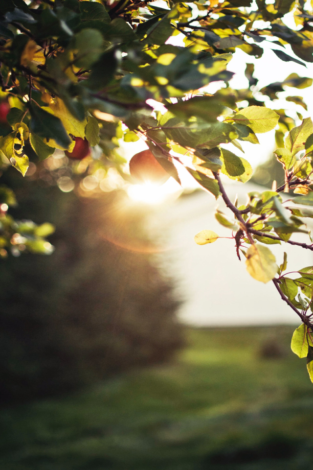 Зеленая ветка яблони