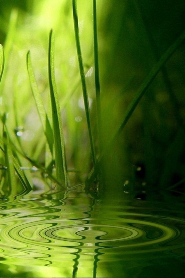 Зеленая трава на воде