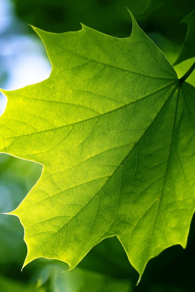 Зеленый лист