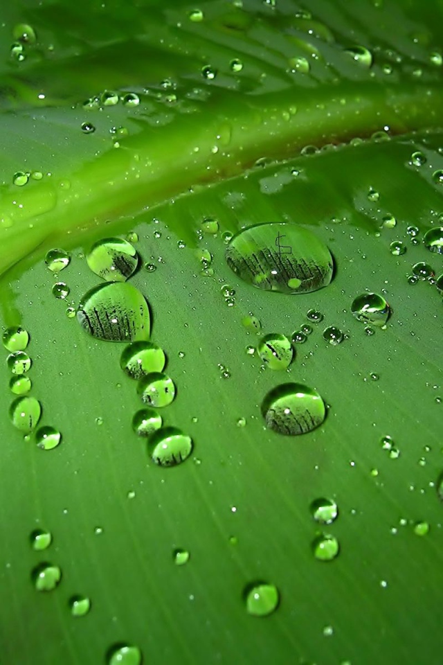 Зеленый лист с каплями воды