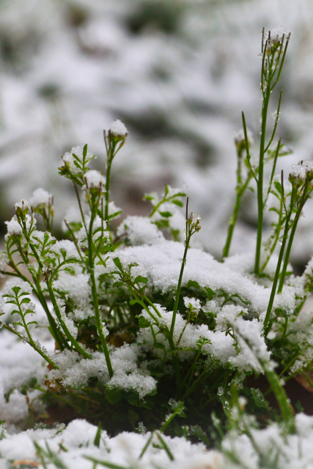 Зелень пробивается сквозь снег