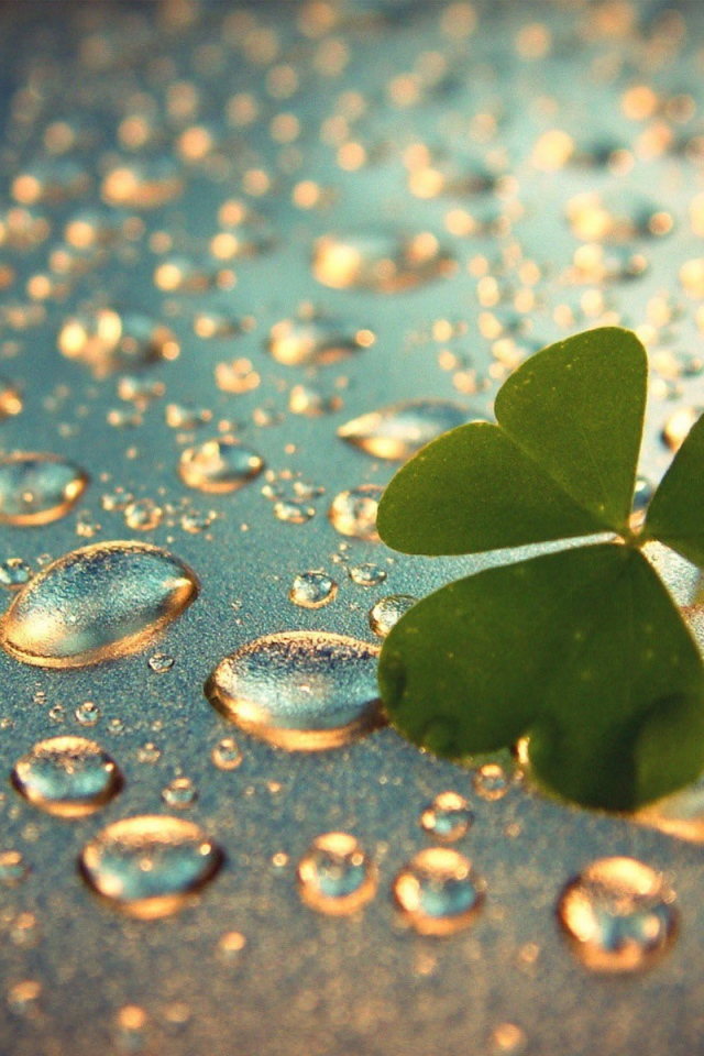 Лист клевера на каплях воды