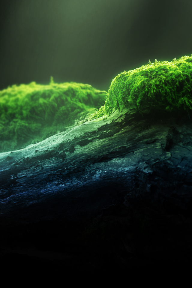 Зеленый мох