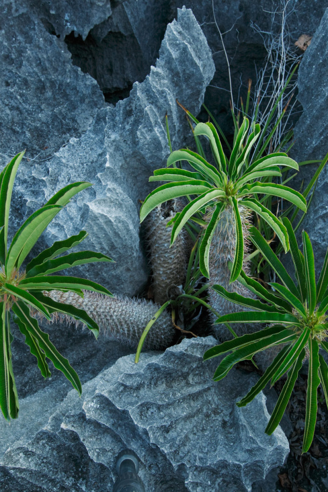 Пальмы растут в скалах