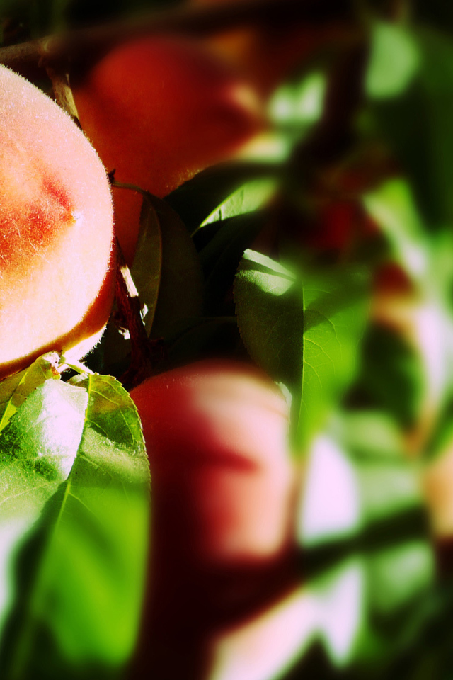 Персик на ветке