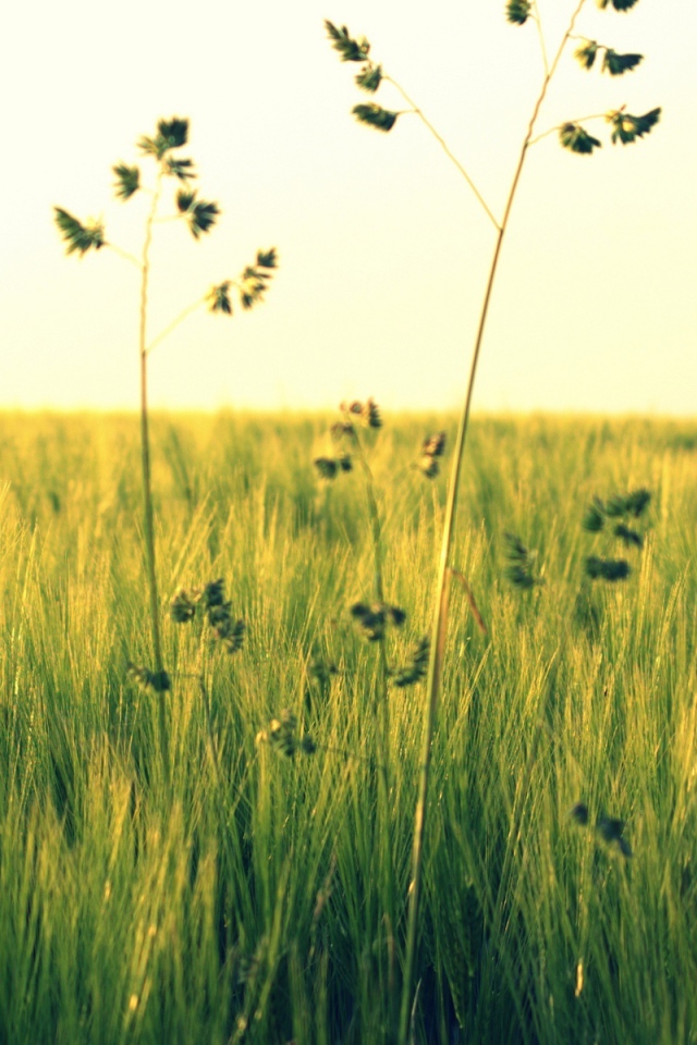 Растения в поле