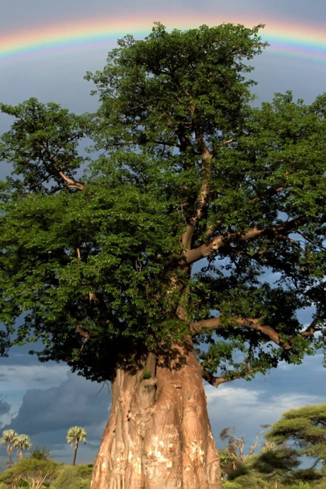 Радуга над толстым деревом