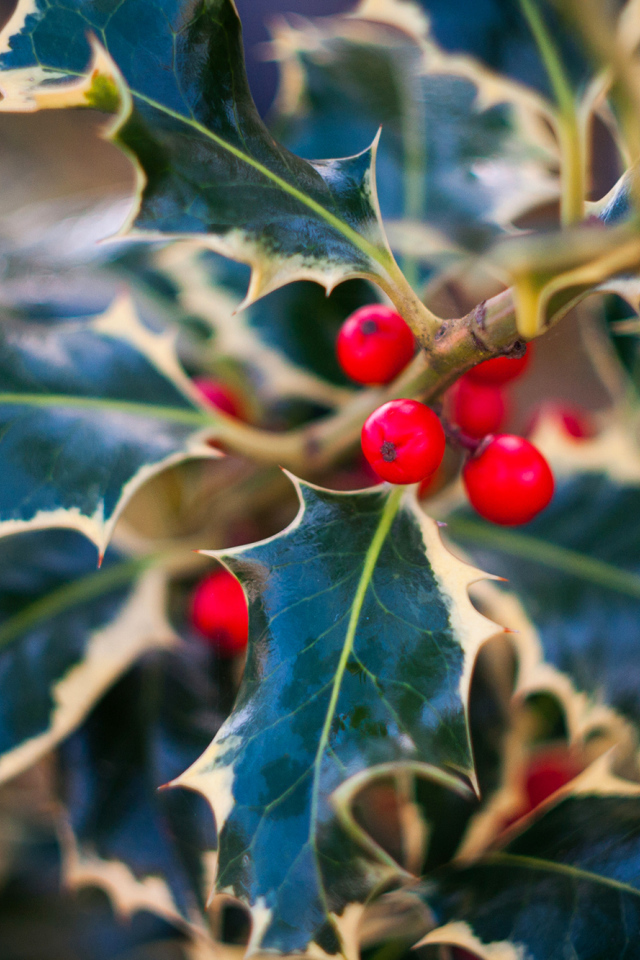 Красные ягоды на ветвях