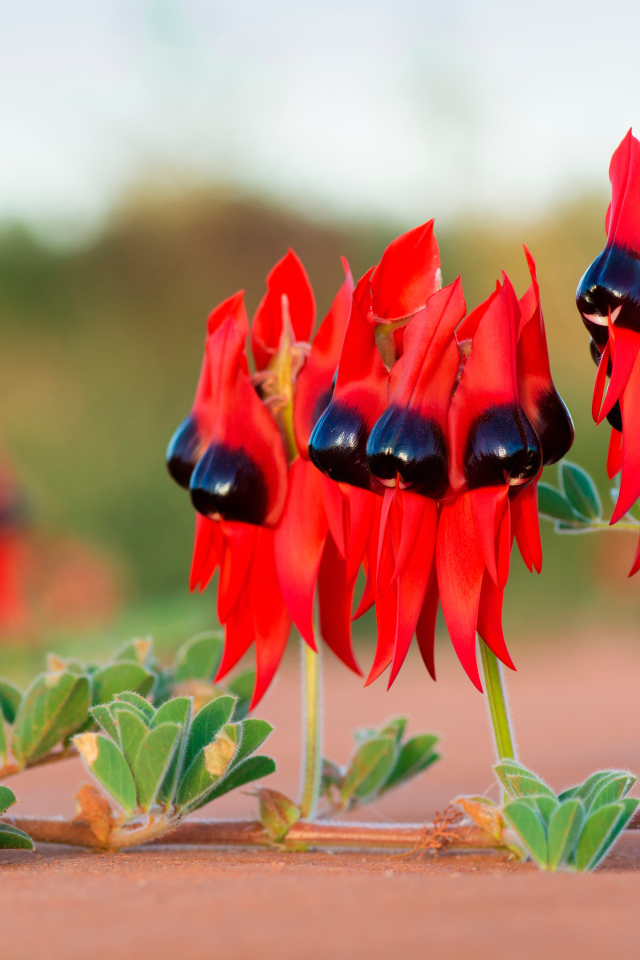 Красные цветы на ветке