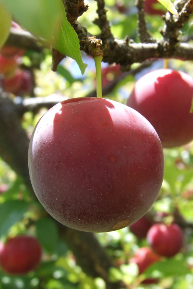 Красные фрукты на дереве