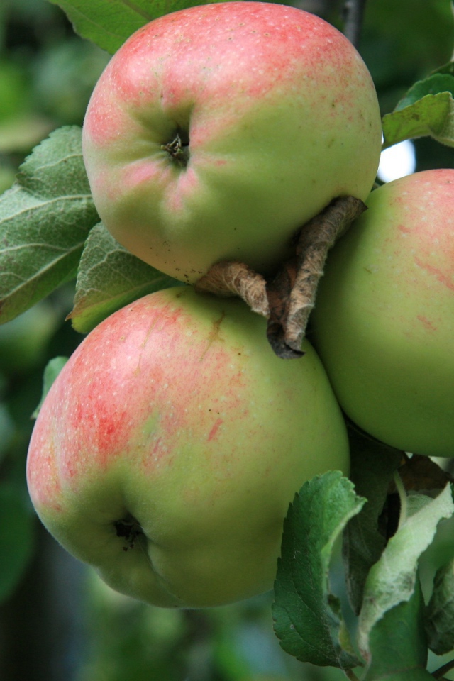 Ripe apples on a branch