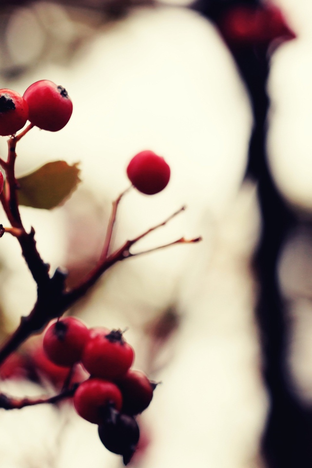 Созревшие ягоды на дереве
