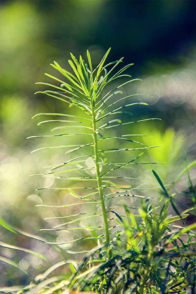 Росток тянется к солнцу
