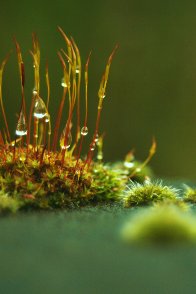 Маленькие ростки с каплями