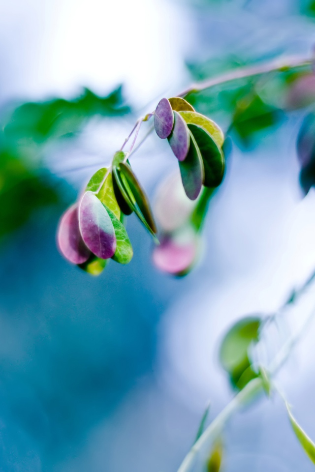 Всплеск листьев