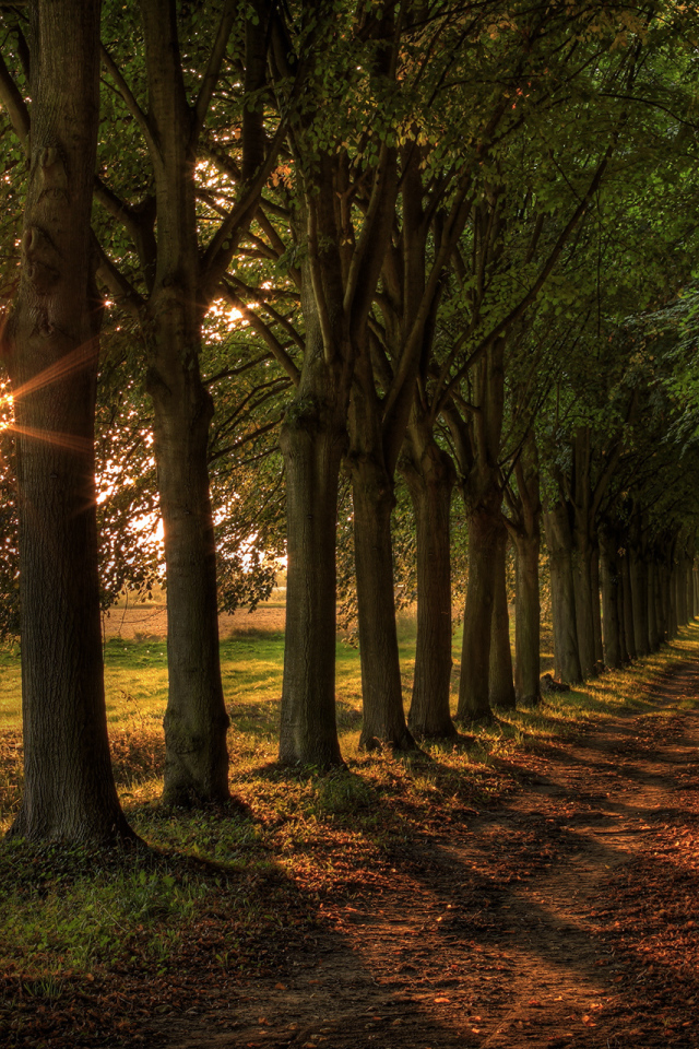 Аллея из деревьев