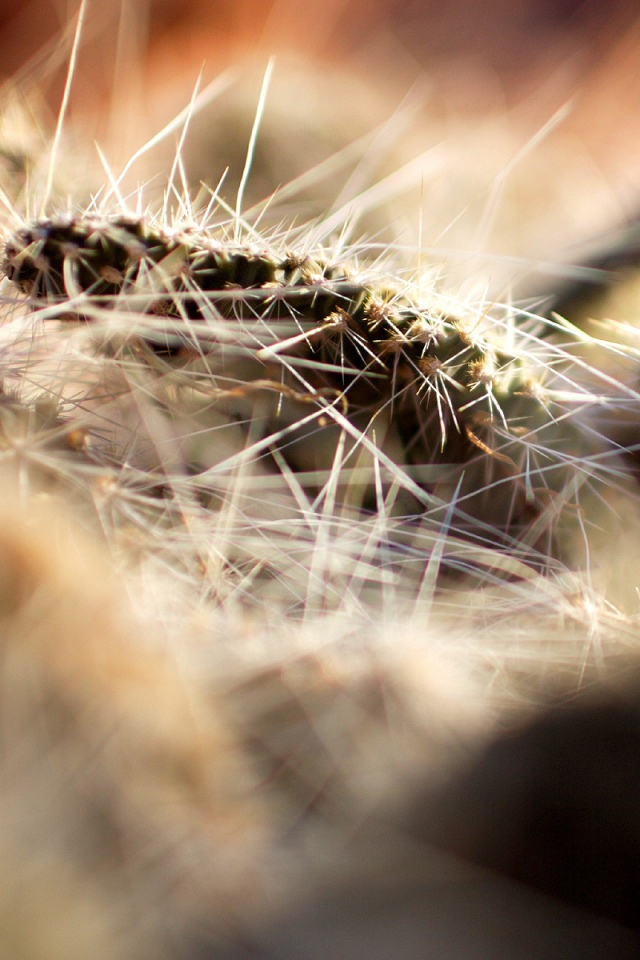 Колючки кактуса