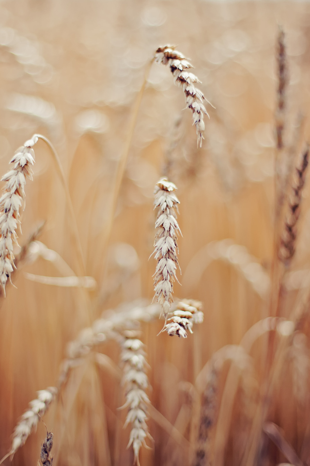 Колоски пшеницы