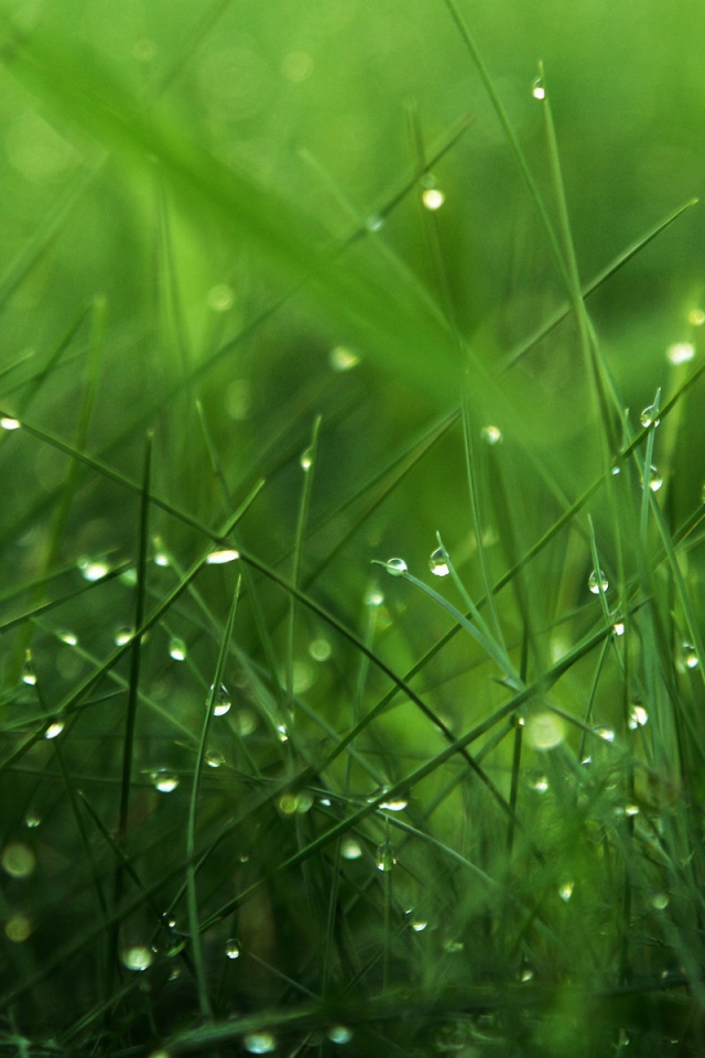 The grass in the morning dew