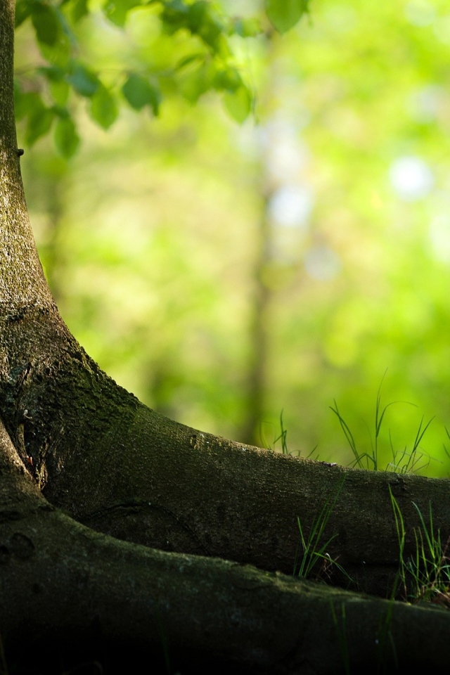 Корни большого дерева