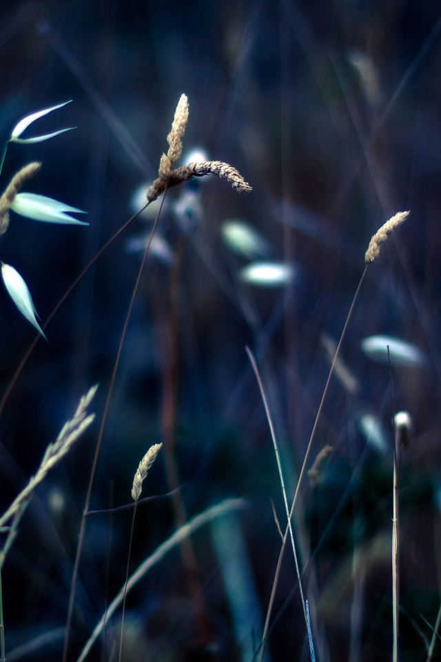 Колоски на траве