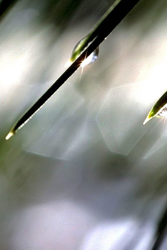 Солнце в каплях росы