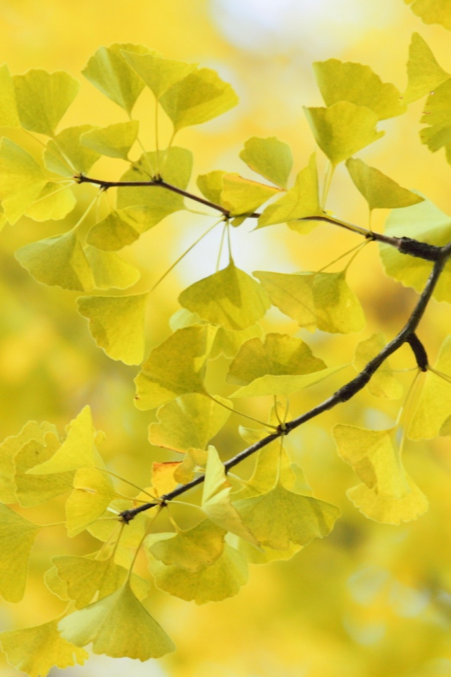 Дерево Гинко Билоба