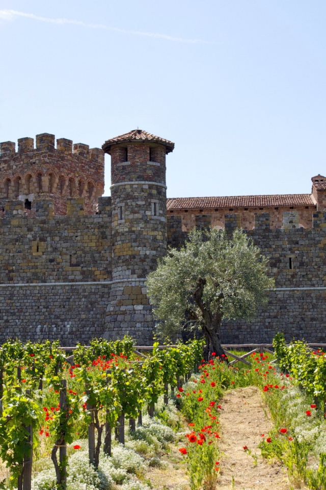 Виноградник у крепости