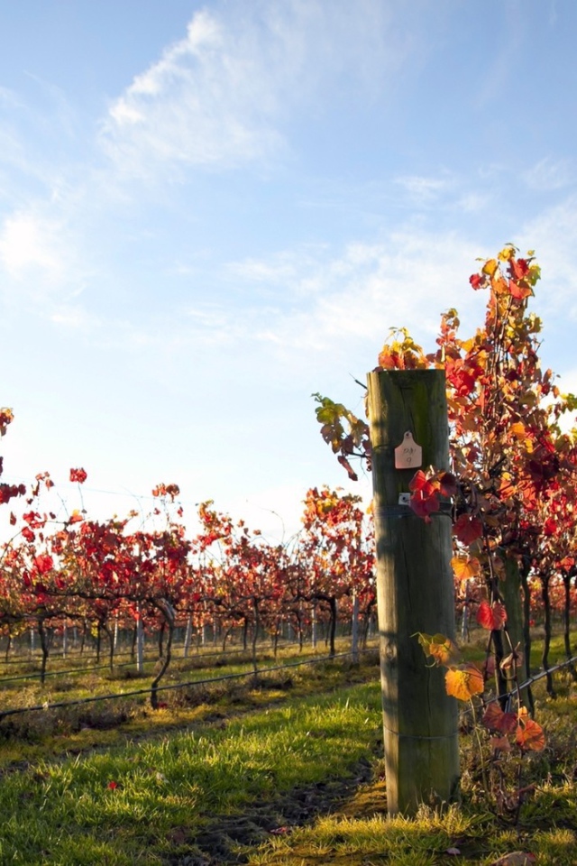 Плантация виноградника