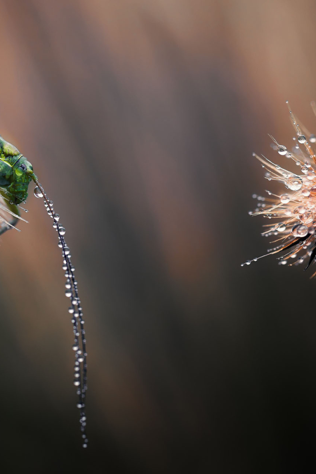 Мокрые одуванчики