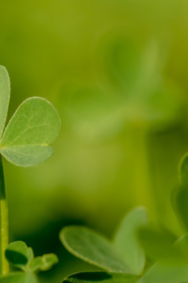 Молодой зеленый листик