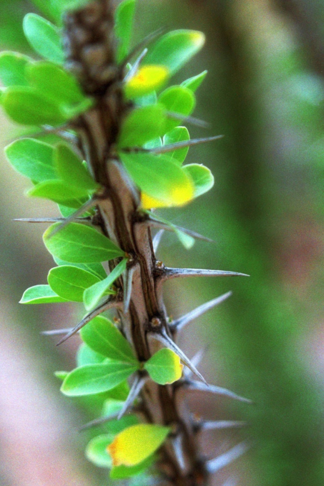Ветка растения с шипами