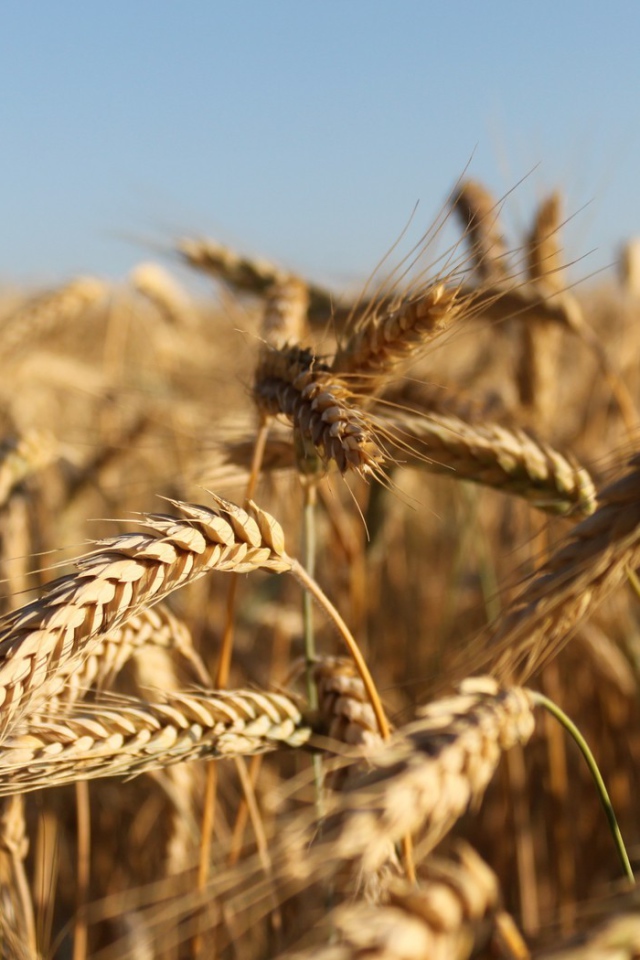 Зрелые колосья пшеницы
