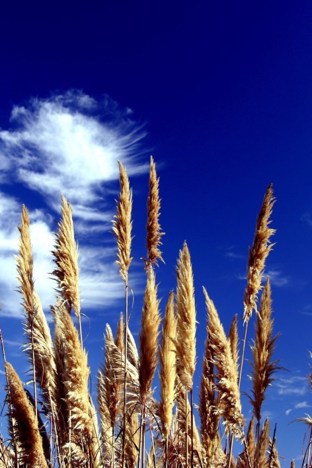 Трава на фоне синего неба