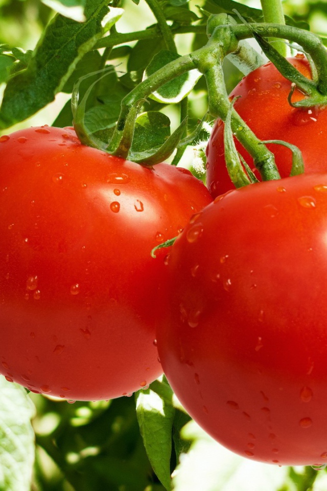 Сочные помидоры