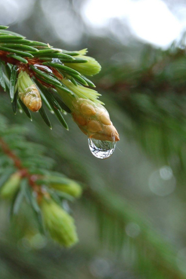 Весенние побеги