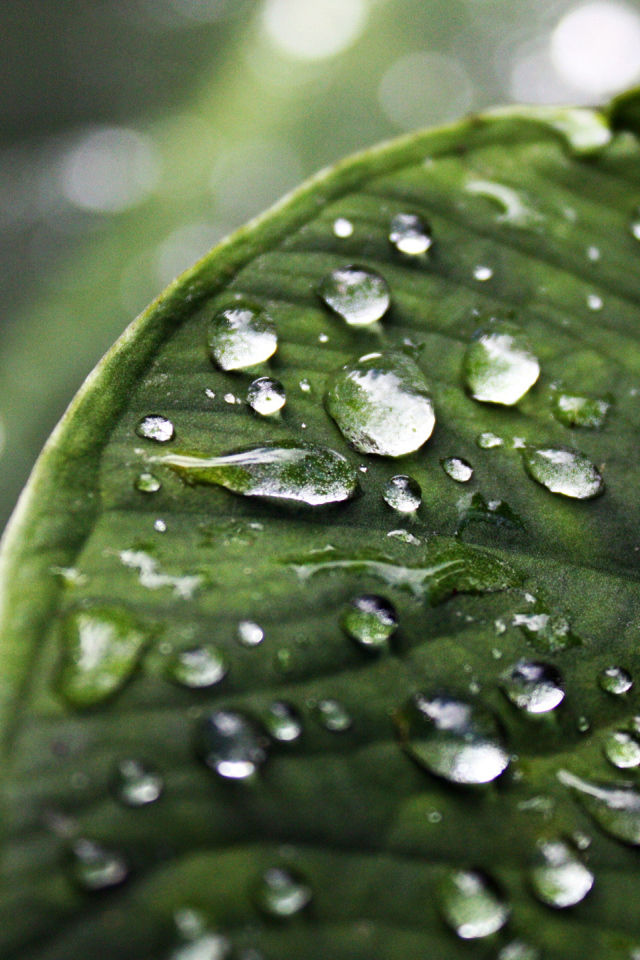 Лист с каплями воды