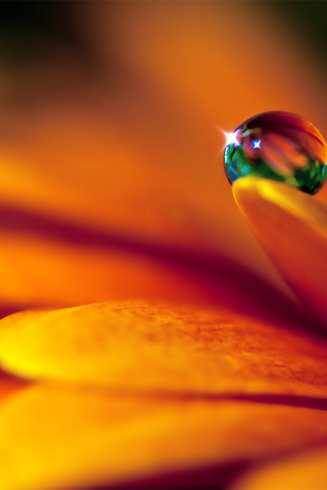 Капля на лепестке