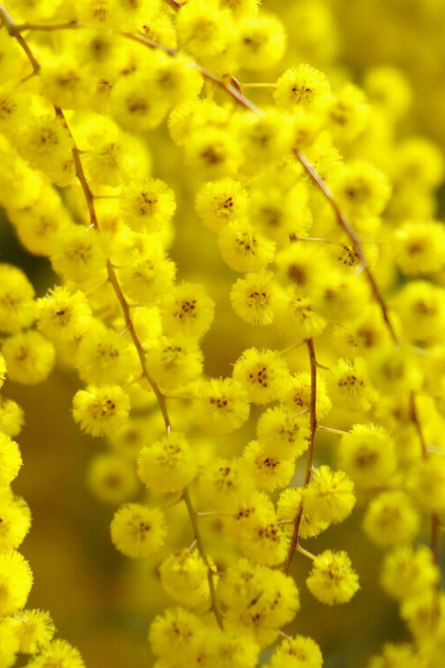 Цветет желтая акация