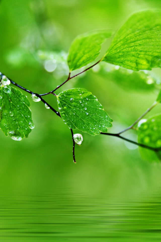 Ветка с каплями