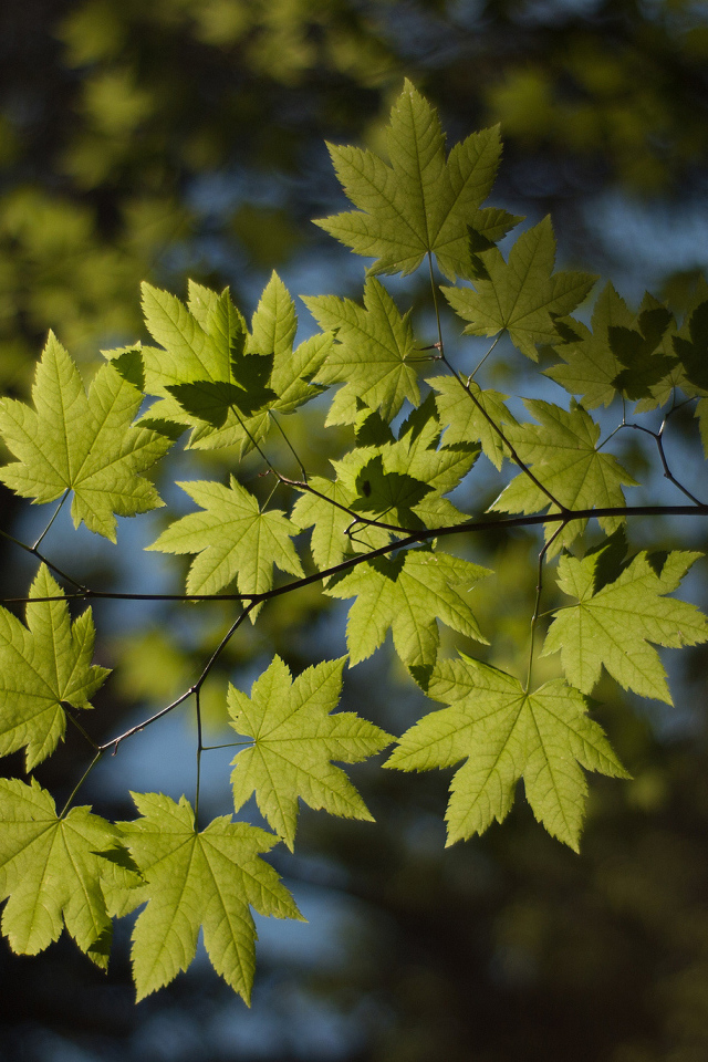 Ветка с листьями