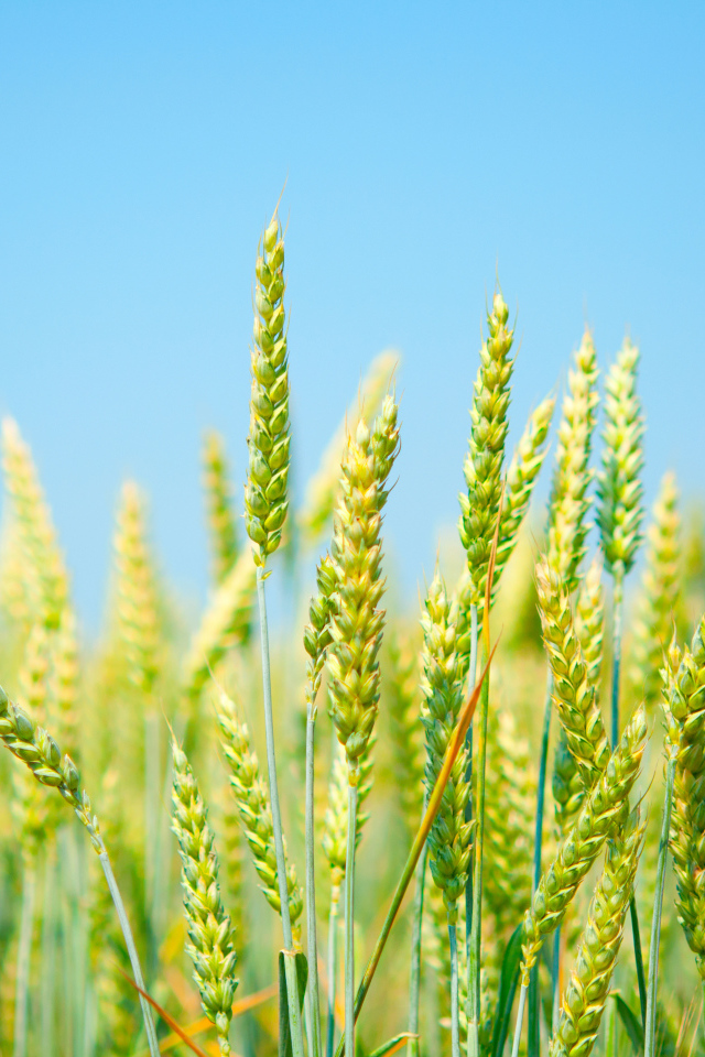 Колосья на фоне голубого неба