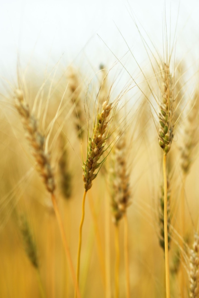 Колосья пшеницы