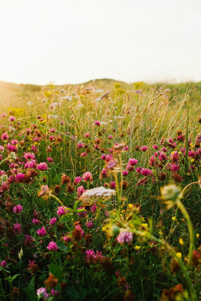 Полевой клевер