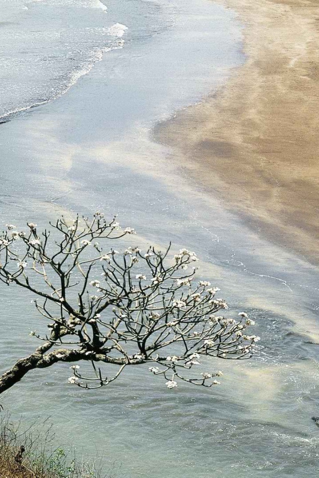 Цветущее дерево в Индии