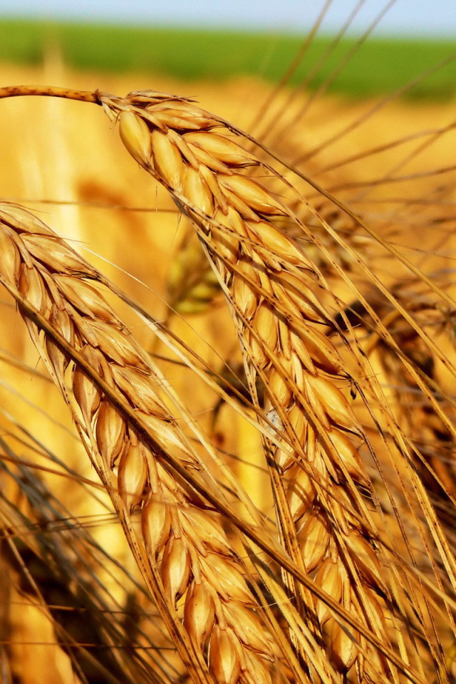 Тяжелые колосья пшеницы