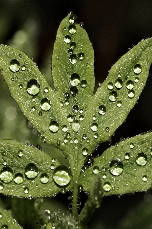 Большие капли на листьях