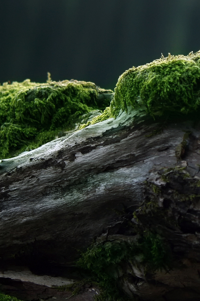 	   Moss on the old log