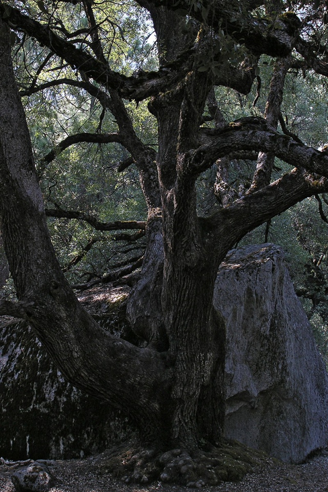 Старое дерево
